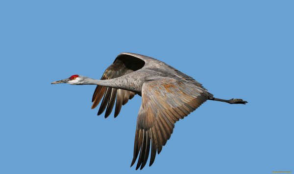 Аист в небе