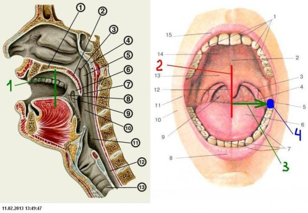 Небная миндалина анатомия ротовой полости