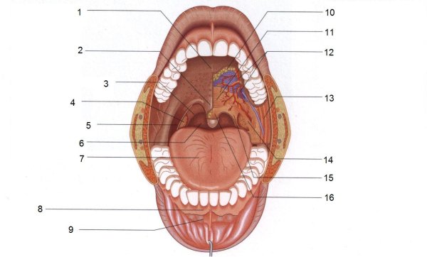 Небные ямки твердого неба
