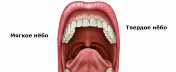 Небная миндалина анатомия ротовой полости