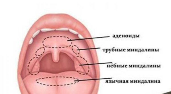 Мышцы мягкого неба (Palatum Molle):