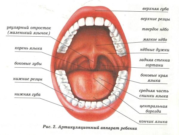 Ротовая полость строение анатомия