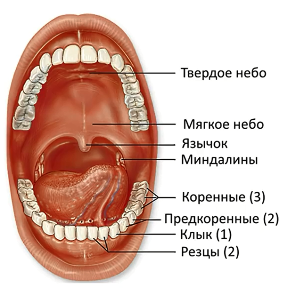 Тонзиллит хронический тонзиллит
