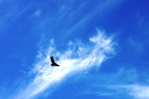 Птица высоко в небе