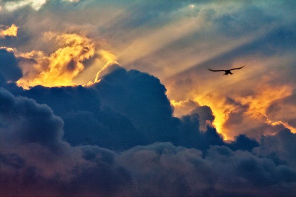 Птицы в небе