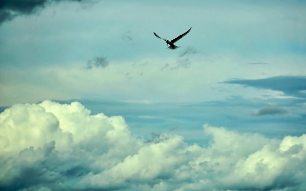 Птицы в небе