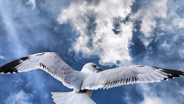 Птицы в небе