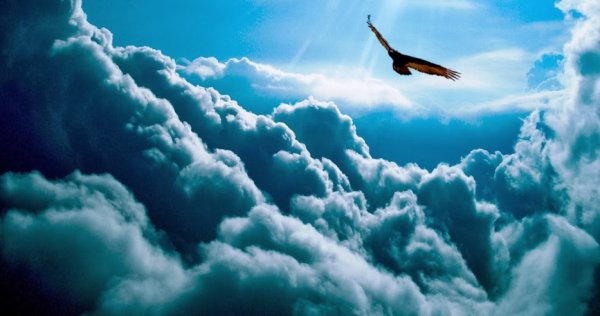 Птицы в облаках