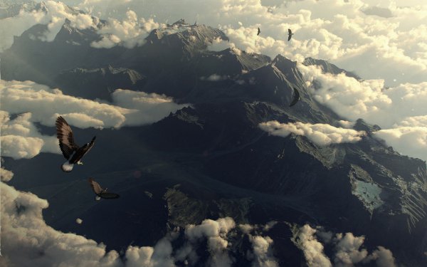 Птица высокого полета