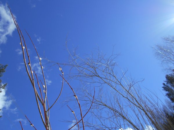 Небо весной