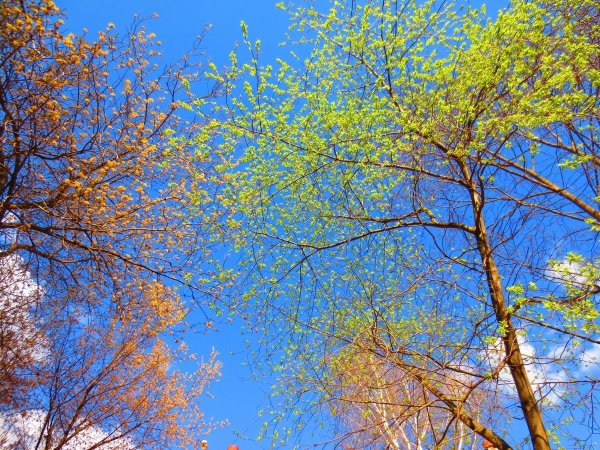 Голубое небо весной