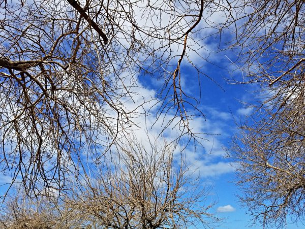 Березы солнце небо