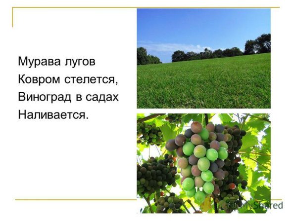 Стих Русь Иван Саввич