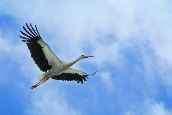 Два аиста в небе