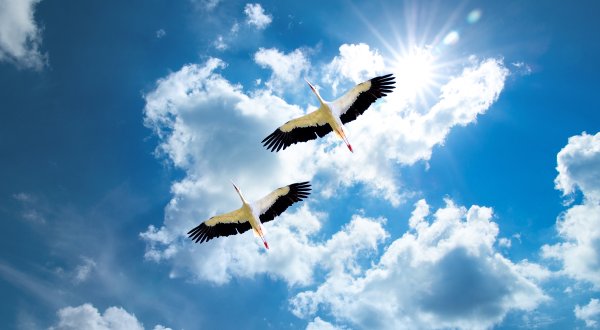 Летят Журавли