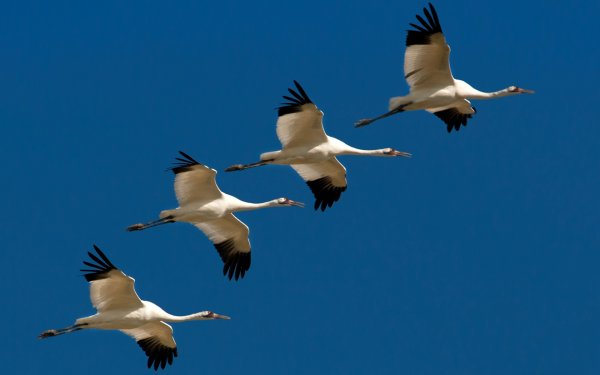 Аист улетает