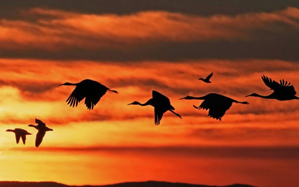 Полёт журавлей