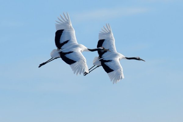 Журавль в небе