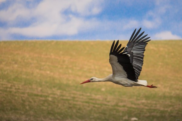 Лебеди в небе