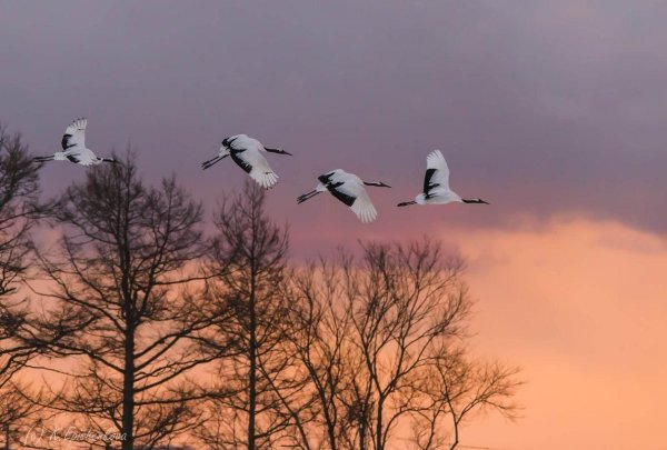Журавлиный Клин живопись