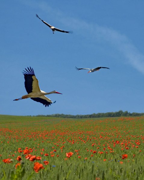 Журавль в небе