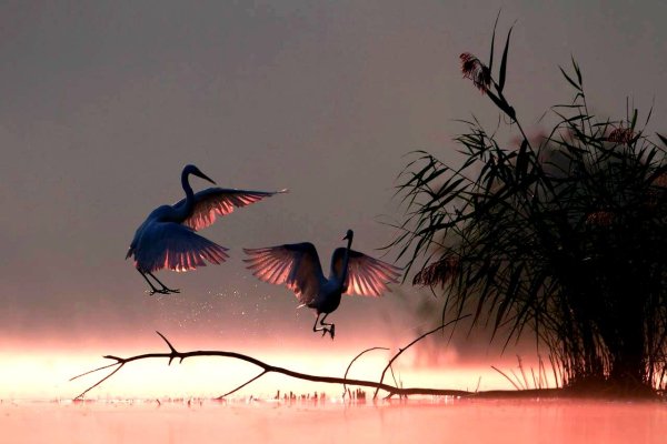 Танцующие Аисты