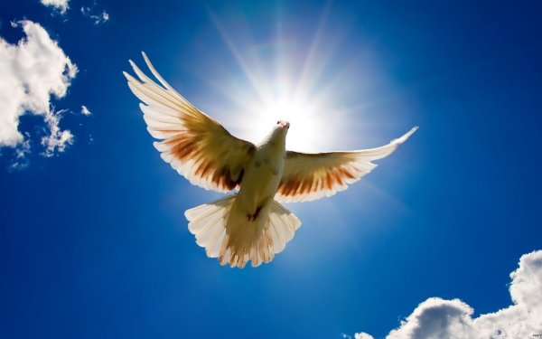 Небо с голубями фон