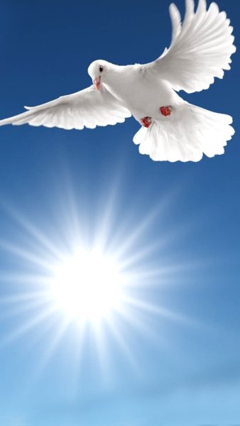 Красивые белые голуби в небе