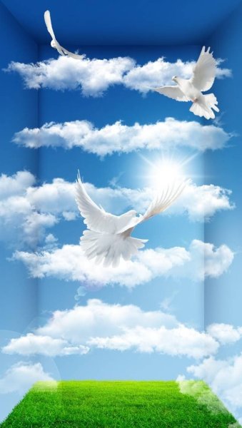 Голуби в небе