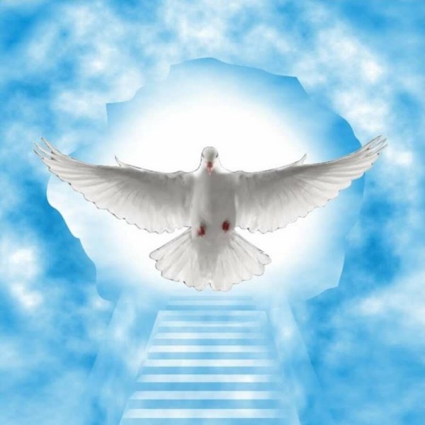 Весеннее небо с голубями