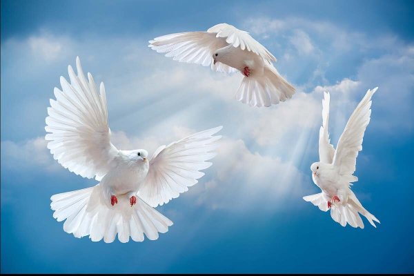 Белый голубь в облаках