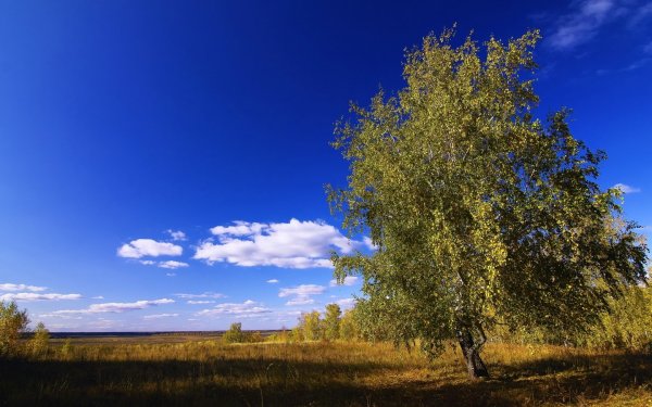 Березы небо