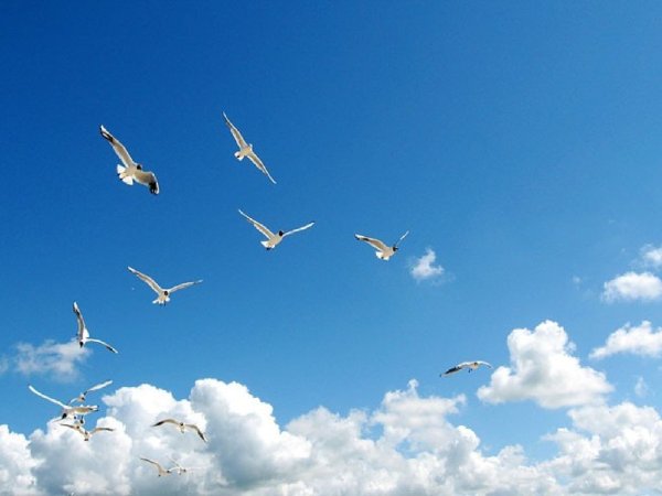 Собака с крыльями