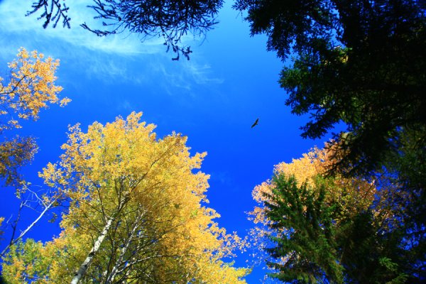 Небесная синева