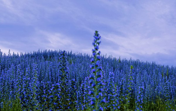 Вечерний пейзаж