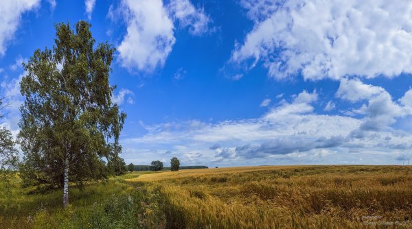 Луг опушка леса ручей