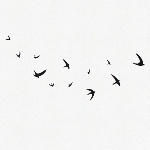 Стайка птиц вдалеке