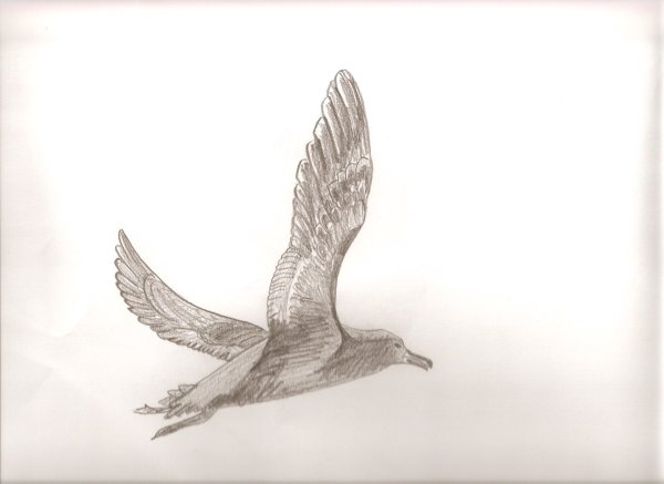 Зарисовки птиц в полете