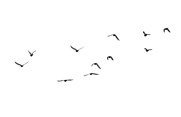 Птицы улетают раскраска