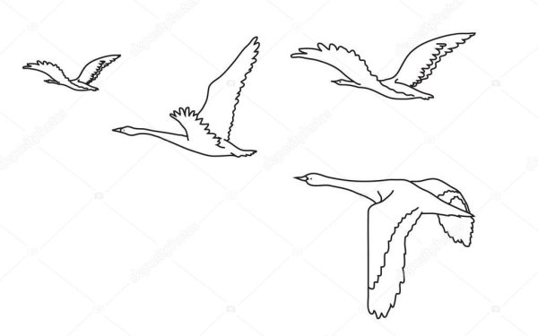 Птицы в далеке