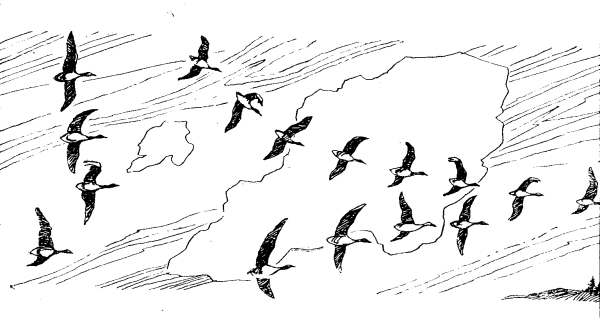 Чайки раскраска для детей