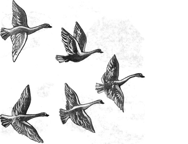 Рисование птицы пошагово