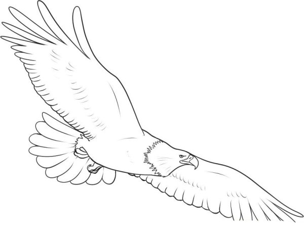 Рисование Чайки