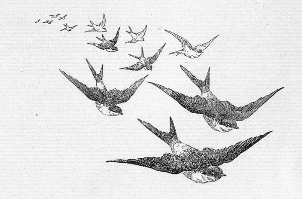 Нарисовать орла в полете