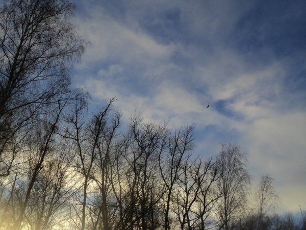 Серое ноябрьское небо