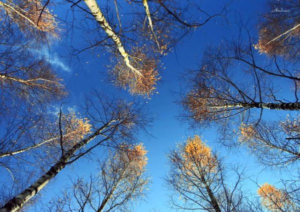 Морозное ноябрьское утро