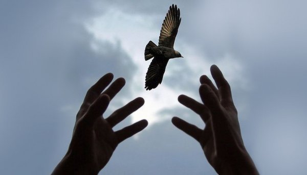 Птица улетает с руки