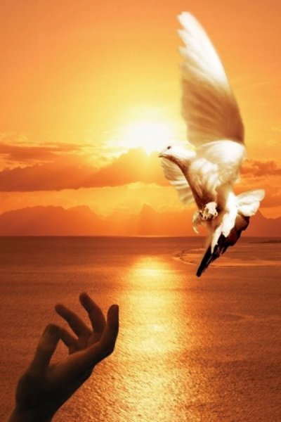 Девушка птица в небе