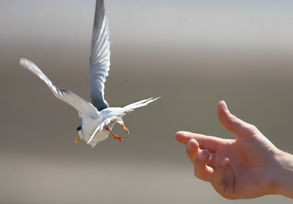 Птицы улетают