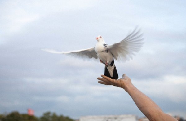 Бабочки вылетают